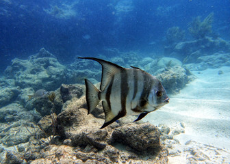 An underwater photo of a Spade fish swimming in the ocean.