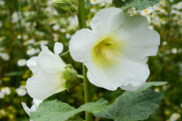Obraz premium Two white delicate flowers of mallow close up on a blurred background of daisies
