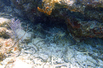 Lobsters sitting under a rock reef.