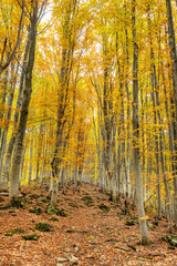 Autumn forest trees landscape