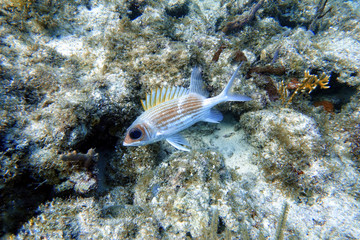 Fototapeta premium An underwater photo of a Squirrelfish swimming in the ocean.