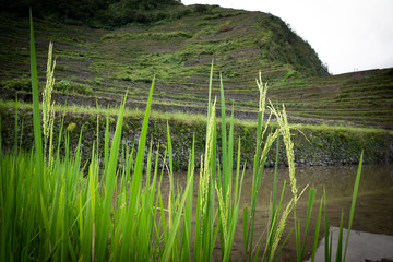Rice terraces and Banaue village on Philippines