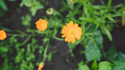 Beautiful marigold flowers with raindrops in the garden.