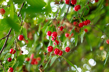 Ripe red cherry on a tree branch. Bright berry on a background of green foliage. The glare of the...