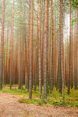 pine trees in the summer forest. Karelia, Russia, north. forest landscape