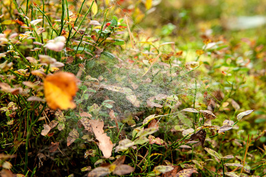 cobweb in the forest on the autumn grass. Natural background