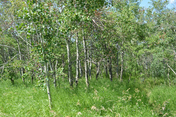 Forest with aspen and other trees in wilderness.