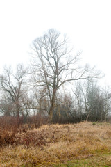 Mystical autumn landscape. Tree in the morning mist