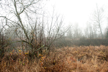 Mystical autumn landscape. Tree in the morning mist