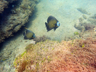Obraz premium French Angelfish swimming in the ocean.