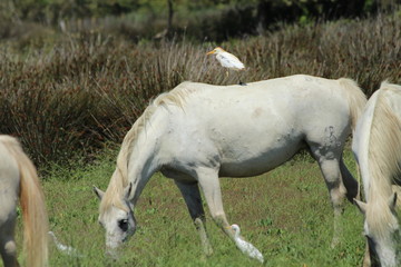 Cattle egret and horses in Camargue