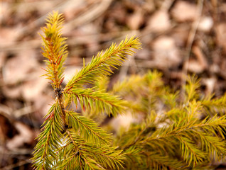 branch of young fir close-up