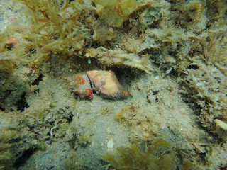 Two snails mating underwater.