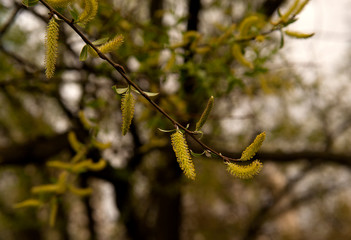 a branch of a flowering willow (Sálix in Latin) in a spring forest close up.  Spring landscape.