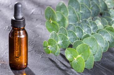 Eucalyptus little boy blue - Fresh and green leaves. Text space