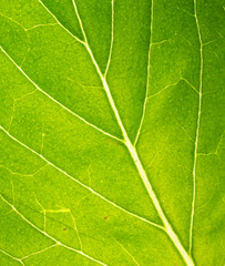 Green makro leaf texture background