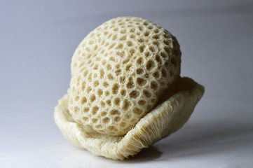 white strange seashell