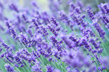 Lavendelfeld Querformat