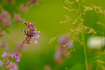 Closeup photo of a flower. Blurred background.