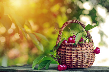 Wicker basket full of red ripe cherry berries on garden wooden table.. Cherries with leaves and...
