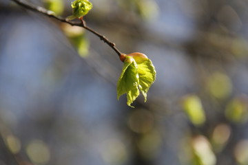 Spring freshness and tenderness of nature