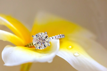Beautiful Diamond Ring Resting On White Yellow Plumeria Flower