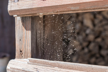spider web between wood planks