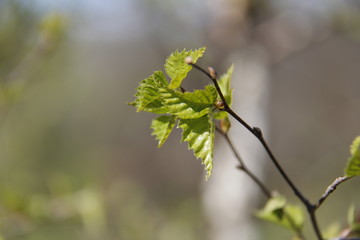Spring freshness and tenderness of nature