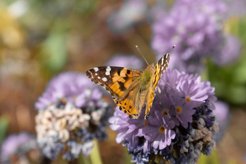 butterfly sits on a flower and collects pollen