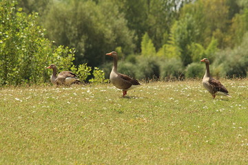 Goosesin South West of France