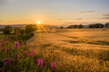 Fields of gold