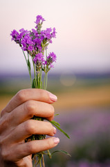 Woman's hand touching lavender, feeling nature. Woman collect lavender. France. Cosmetics product.