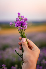 Fototapeta na wymiar Woman's hand touching lavender, feeling nature. Woman collect lavender. France. Cosmetics product.