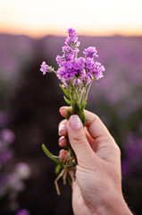 Woman's hand touching lavender, feeling nature. Woman collect lavender. France. Cosmetics product.
