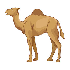 Camel desert animal cartoon sideview