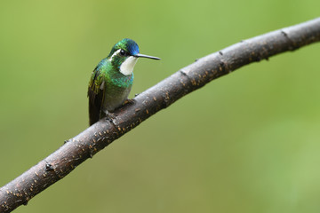 Fototapeta premium White-throated Mountain-gem sitting on branch
