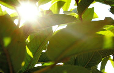 hojas con rayo de luz