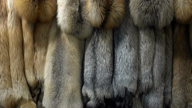 Many beautiful fur skins of different colors as a background.
