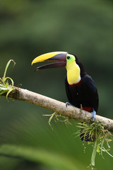 Fototapeta premium Yellow-throated toucan sitting on moss bromelia branch