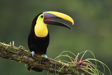 Yellow-throated toucan sitting on moss bromelia branch