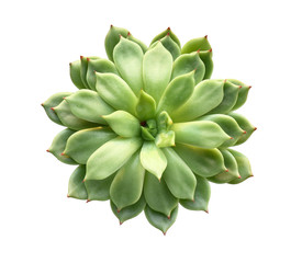 Fresh succulent on white background