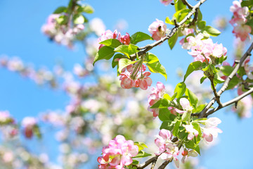 Beautiful blossoming branches on spring day