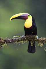 Yellow-throated toucan sitting on moss branch in rain