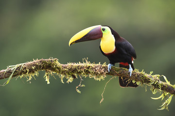 Yellow-throated toucan sitting on moss branch