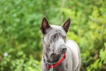 Cute dog in park on summer day
