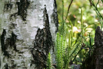 Fototapeta premium tree and grass in the forest