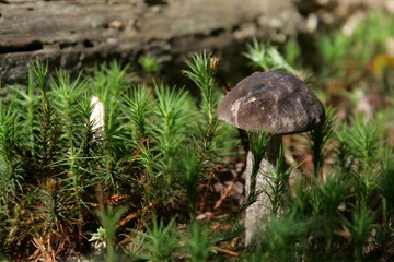 mushroom in forest