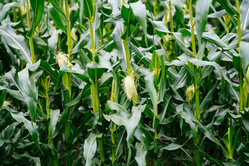 トウモロコシ畑