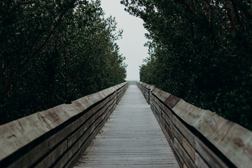 Fototapeta premium wooden bridge in forest