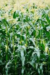 トウモロコシ畑